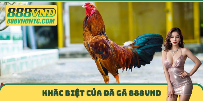Khác biệt của đá gà 888VND